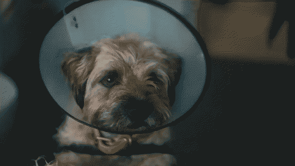 Colin from Accounts Payable Who Is Working On The Big Merger, a border terrier