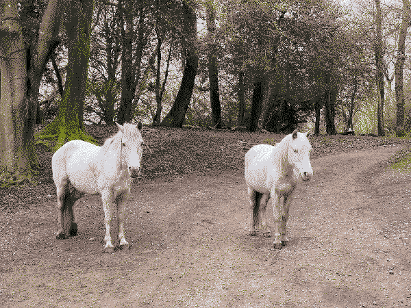 Two white ponies standing on a dirt track in the forest